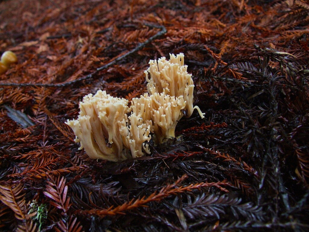 Ramaria rainierensis