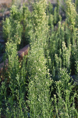 Erigeron canadensis