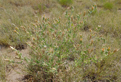 Mentzelia reverchonii