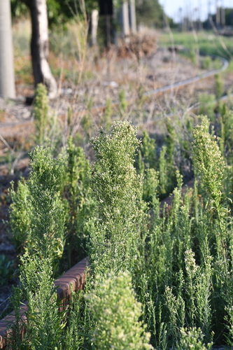 Erigeron canadensis