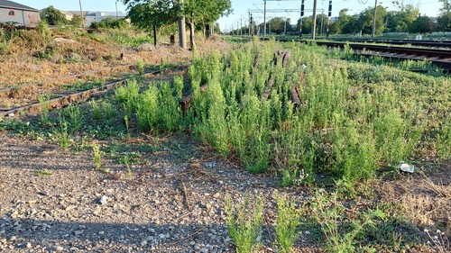 Erigeron canadensis