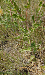 Mentzelia reverchonii