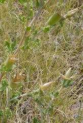 Mentzelia reverchonii