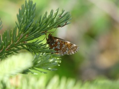 Boloria eunomia