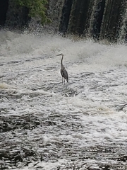 Ardea herodias