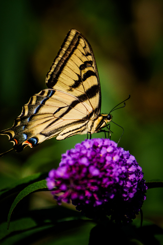 iNaturalist observation photo of Western Tiger Swallowtail
