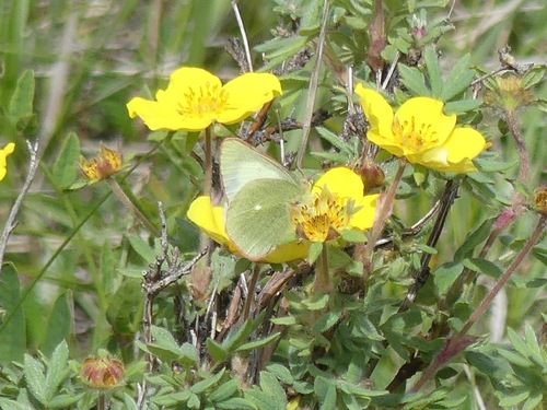 Moorland Clouded Yellow photo 6