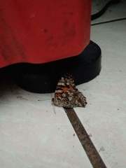 Vanessa cardui