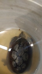 Kinosternon integrum