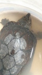 Kinosternon integrum