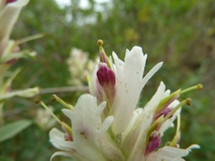 Castilleja pallida