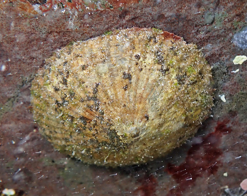 Cellana talcosa observed 2024-05-13