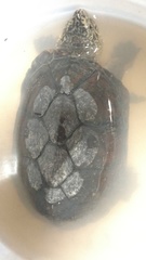 Kinosternon integrum