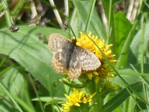 Dingy Fritillary photo 2