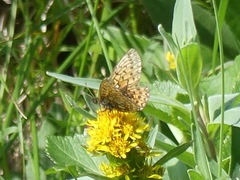 Boloria eunomia