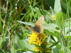 Boloria eunomia