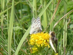 Parnassius phoebus