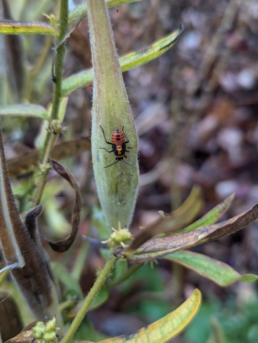 Large Milkweed Bug photographed in Michigan