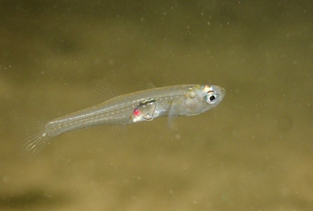 Glass Goby