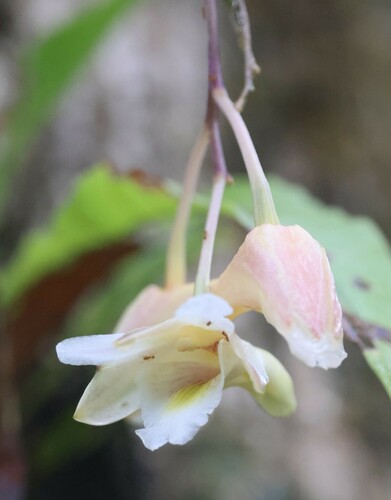 Dendrobium platygastrium observed 2024-10-23
