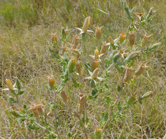 Mentzelia reverchonii