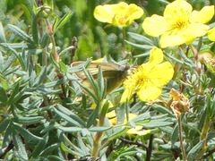 Colias nastes