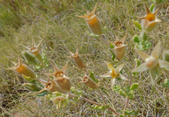 Mentzelia reverchonii