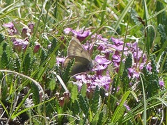 Colias nastes