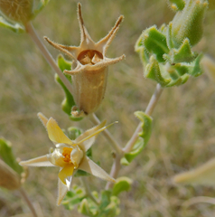 Mentzelia reverchonii