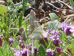 Colias nastes