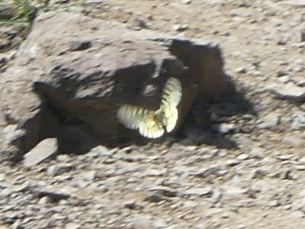 Eversmann's Parnassian photo 4