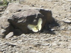 Parnassius eversmanni