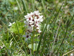 Boykinia richardsonii