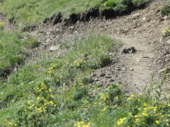 Parnassius eversmanni