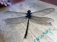 Gynacantha membranalis