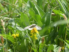 Parnassius phoebus