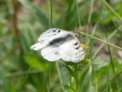 Parnassius phoebus