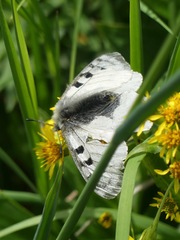 Parnassius phoebus