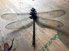 Gynacantha membranalis