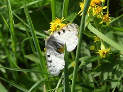 Parnassius phoebus
