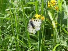 Parnassius phoebus
