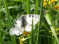 Parnassius phoebus