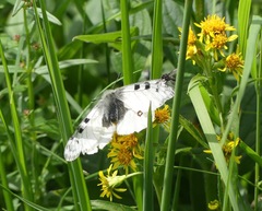 Parnassius phoebus