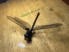 Gynacantha membranalis