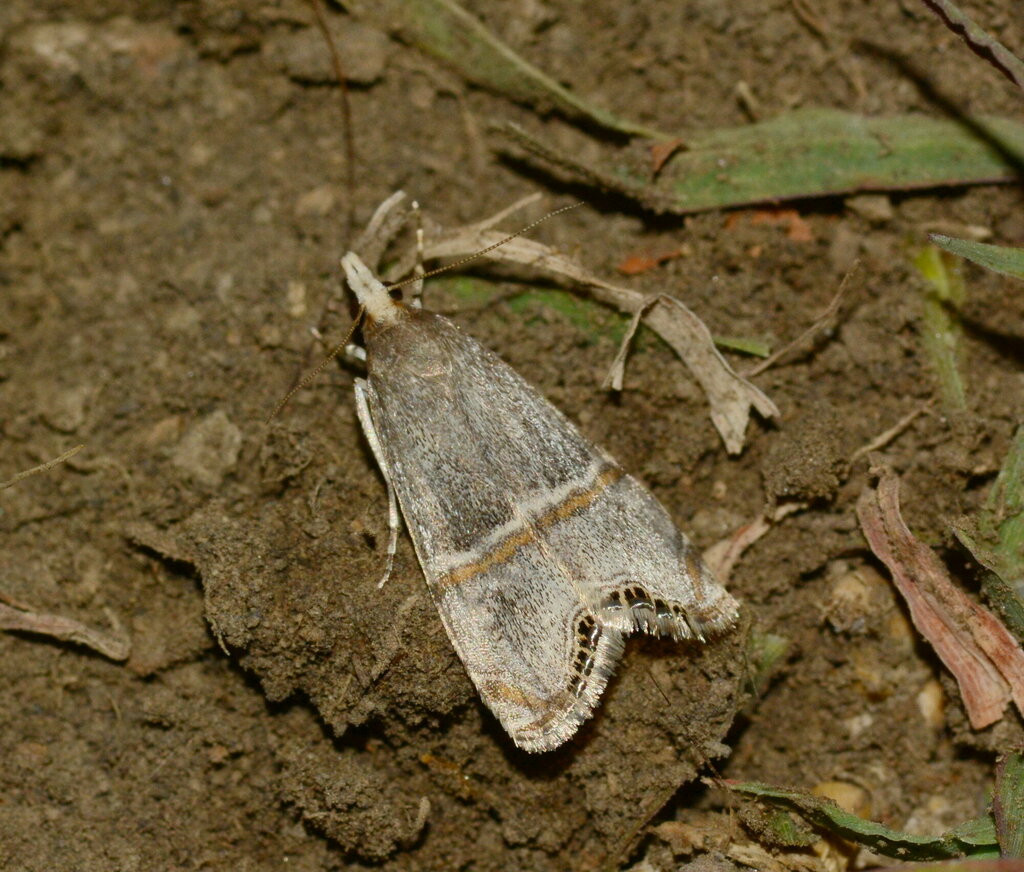Euchromius confusus