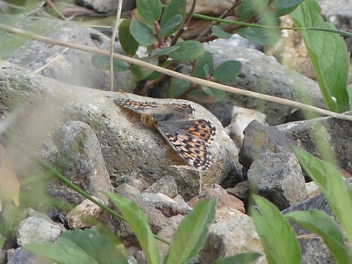 Alaskan Fritillary photo 4