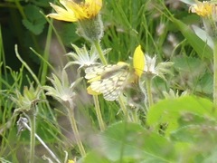 Parnassius eversmanni