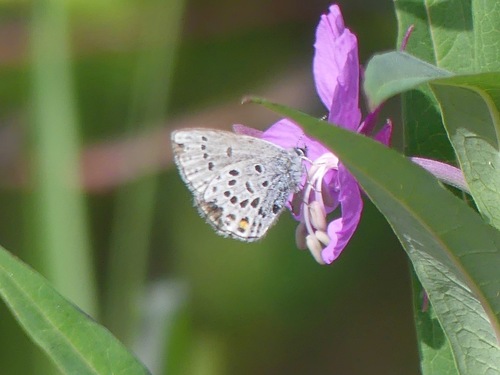 Cranberry Blue photo 3
