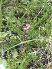 Pyrola asarifolia