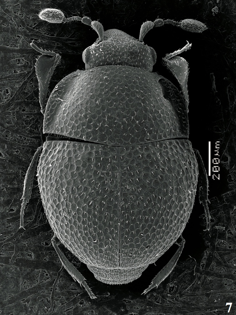 Phloeolister